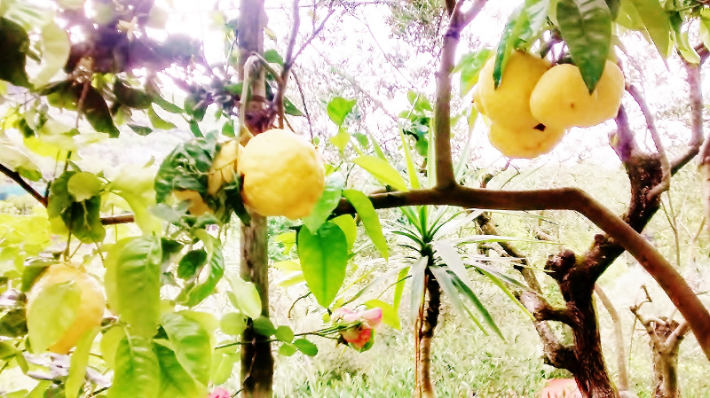 Huge lemons